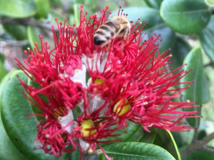 Pohutukawa Tree Flower